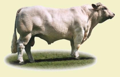 reproducteur charolais inscrit