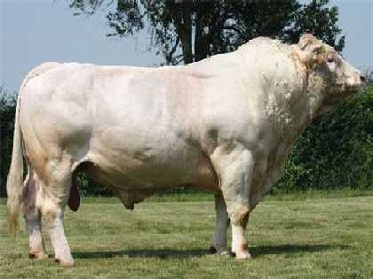 reproducteur charolais inscrit