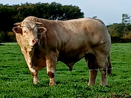 reproducteur charolais inscrit