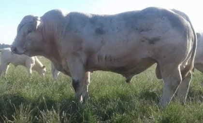 reproducteur charolais inscrit