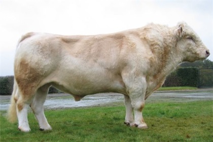 reproducteur charolais inscrit