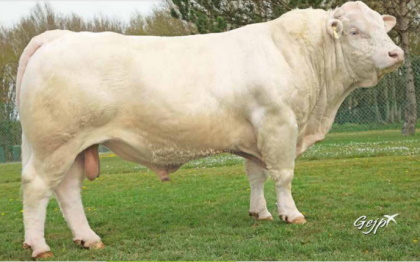 reproducteur charolais inscrit