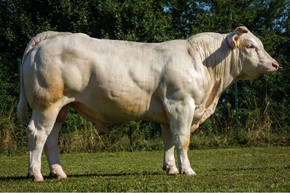 reproducteur charolais inscrit