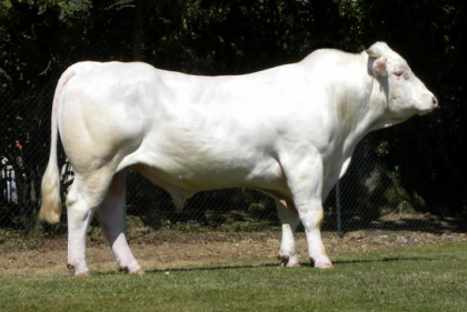 reproducteur charolais inscrit