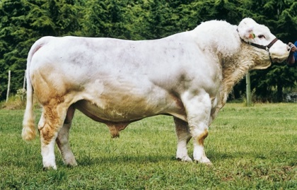 reproducteur charolais inscrit