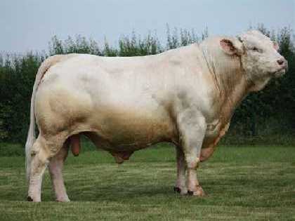 reproducteur charolais inscrit