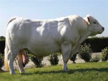 reproducteur charolais inscrit