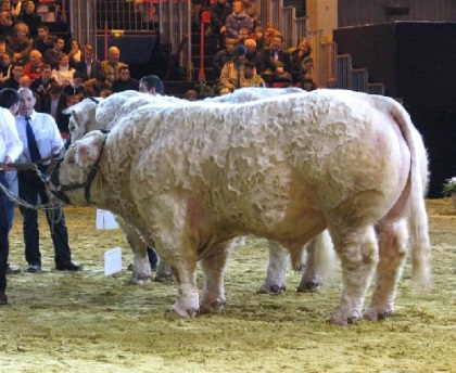 reproducteur charolais inscrit