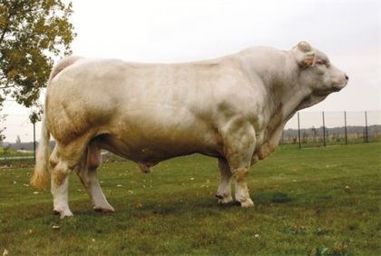 reproducteur charolais inscrit