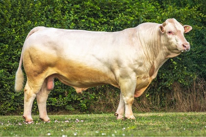 reproducteur charolais inscrit