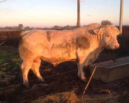 reproducteur charolais inscrit