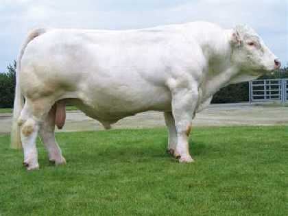 reproducteur charolais inscrit