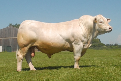 reproducteur charolais inscrit