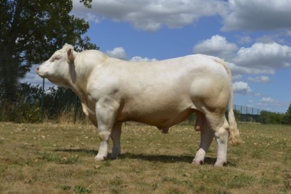reproducteur charolais inscrit