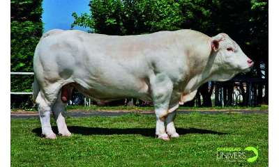 reproducteur charolais inscrit