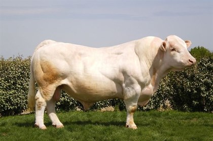 reproducteur charolais inscrit