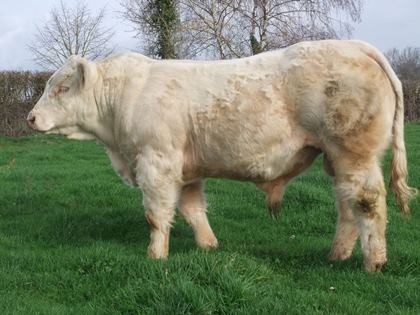 reproducteur charolais inscrit