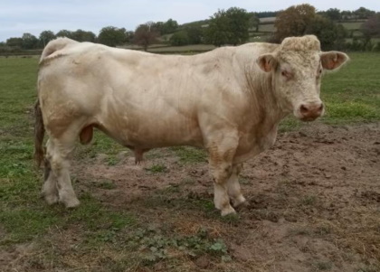 reproducteur charolais inscrit