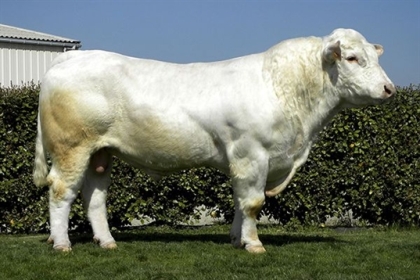 reproducteur charolais inscrit