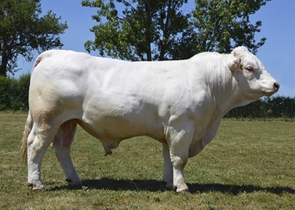 reproducteur charolais inscrit
