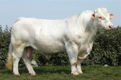 reproducteur charolais inscrit