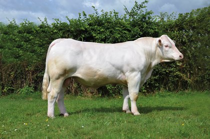 reproducteur charolais inscrit