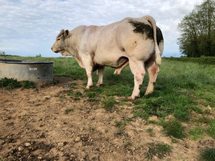 reproducteur charolais inscrit