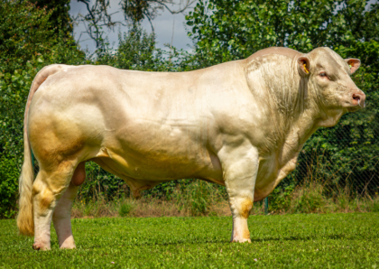reproducteur charolais inscrit