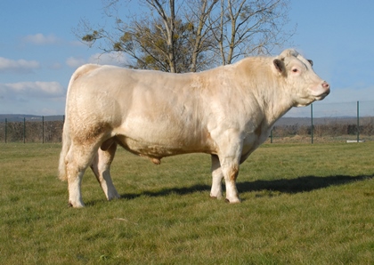 reproducteur charolais inscrit