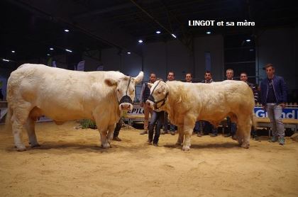reproducteur charolais inscrit