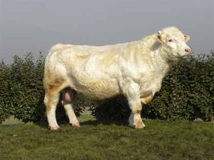 reproducteur charolais inscrit