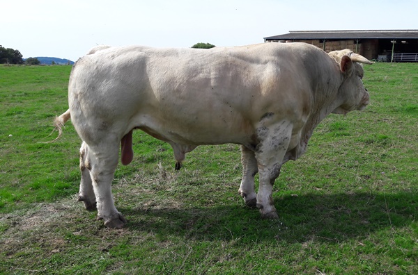 reproducteur charolais inscrit