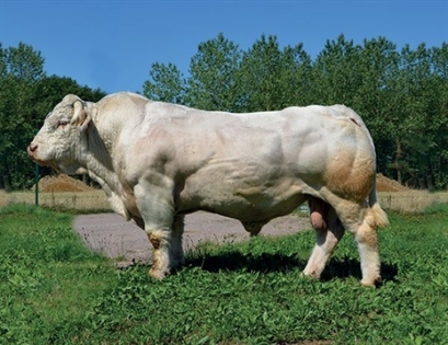 reproducteur charolais inscrit
