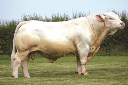 reproducteur charolais inscrit