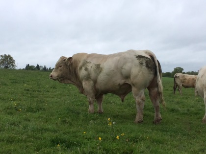 reproducteur charolais inscrit