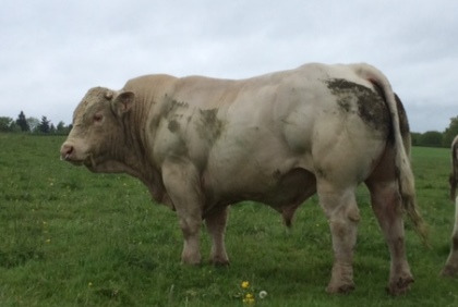 reproducteur charolais inscrit