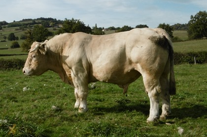 reproducteur charolais inscrit