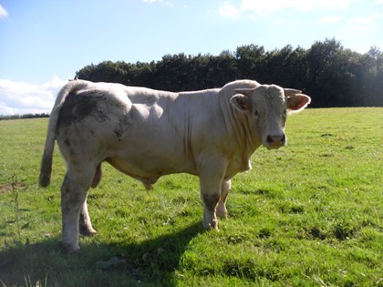 reproducteur charolais inscrit