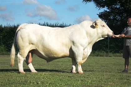 reproducteur charolais inscrit