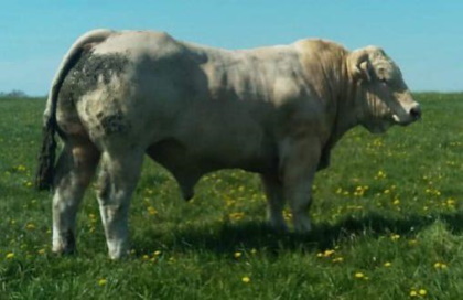 reproducteur charolais inscrit