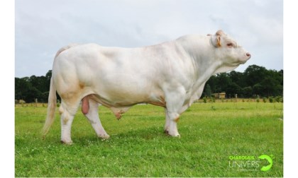 reproducteur charolais inscrit