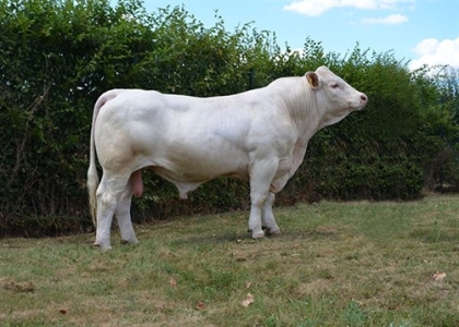 reproducteur charolais inscrit