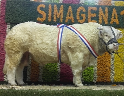 reproducteur charolais inscrit