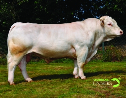 reproducteur charolais inscrit