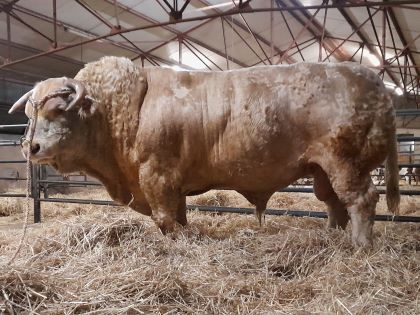 reproducteur charolais inscrit
