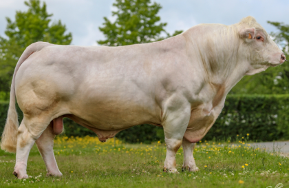 reproducteur charolais inscrit