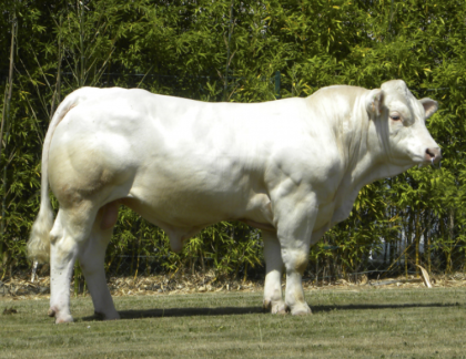 reproducteur charolais inscrit