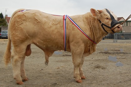 reproducteur charolais inscrit