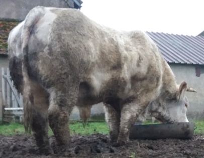 reproducteur charolais inscrit