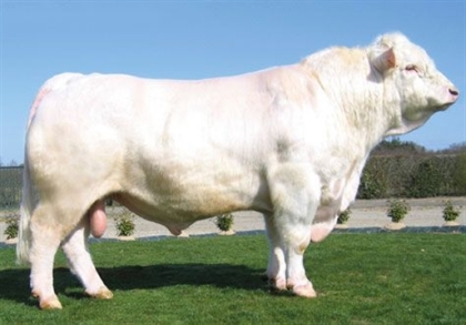 reproducteur charolais inscrit